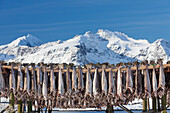 Stockfisch, Trocknung von Kabeljau, Lofoten, Norwegen