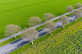 Gewöhnliche Mehlbeere, Sorbus aria, Allee im bluehenden Raps, Schleswig-Holstein, Deutschland