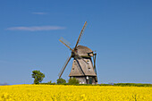  Favre windmill on a blooming rapeseed field, Schleswig-Holstein, Germany 