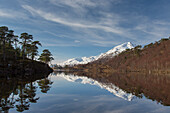 Waldkiefer, Pinus sylvestris, am Ufer von Loch Affric, Highlands, Schottland, Grossbritannien