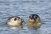  Harbor seals, Phoca vitulina, pups swimming in the North Sea, Dithmarschen, Schleswig-Holstein, Germany 