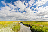  Tidal creek in a salt marsh, Wadden Sea National Park, Schleswig-Holstein, Germany 