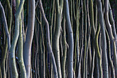  Common beech, Fagus sylvatica, tree trunks on the western beach, Western Pomerania Lagoon Area National Park, Mecklenburg-Western Pomerania, Germany 