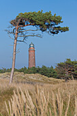 Leuchtturm Darsser Ort mit einem Windflüchter, Nationalpark Vorpommersche Boddenlandschaft, Mecklenburg-Vorpommern, Deutschland