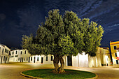 old olive tree on Pedro M.Cardona Square, village of Fornells, Menorca, Balearic Islands, Spain, Europe