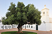 Alter Olivenbaum auf dem Pedro M.Cardona Platz, Dorf Fornells, Insel Menorca, Balearen, Spanien, Europa