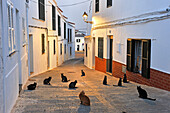 chats dans la Carrer d'es Moli (Rue du Moulin), Village de Fornells, Minorque, archipel des Baleares, Espagne, Europe //cats in the Carrer d'es Moli (Mill's street), village of Fornells, Menorca, Balearic Islands, Spain, Europe