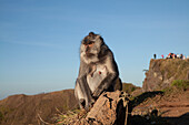 amazing view of mont batur at the sunset hours featuring a monkey as subject