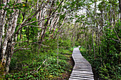 Wald in der Bucht Ainsworth Bay, Nationalpark Alberto de Agostini, Feuerland, Patagonien, Chile, Südamerika