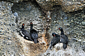 Rock Shags nesting,Tucker islets, Whiteside channel,Tierra del Fuego, Patagonia,Chile,South America