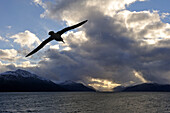 Petrels over the Beagle Channel (Northeast branch),Tierra del Fuego, Patagonia,Chile,South America