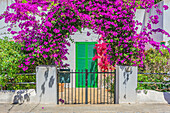  Impressions of Porto Pedro, house with overgrown flowers, on Mallorca, Spain 