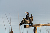  Great Cormorant (Phalacrocorax carbo) drying its wings on the shore of Lake Wallersee near Henndorf in the morning, Salzburg, Austria 