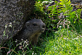  Marmot (Marmota marmota), young animal, in the Hohe Tauern National Park, Kals Valley, Tyrol, Austria 