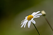  Daisy (Leucanthemum vulgare) on the alpine meadows, Hohe Tauern National Park, Salzburg, Austria 