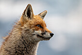  Red fox (Vulpes vulpes) in the evening light near Weisssee, Hohe Tauern National Park, Salzburg, Austria 