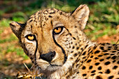 Cheetah, Acinonyx jubatus, Guepard, De Wildt Cheetah Centre, South Africa, Africa