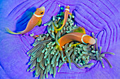 Blackfinned Anemonefish, Amphiprion nigripes, Magnificent Sea Anemone, Heteractis magnifica, Coral Reef, South Ari Atoll, Maldives, Indian Ocean, Asia