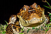  Brillenkaiman, Weißer Kaiman, Gemeiner Kaiman, Caiman crocodilus, Tropischer Regenwald, Costa Rica, Mittelamerika, Amerika 