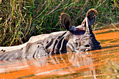 Greater One-horned Rhinoceros, Indian Rhinoceros, Asian Rhino, Rhinoceros unicornis, Wetlands, Royal Bardia National Park, Bardiya National Park, Nepal, Asia