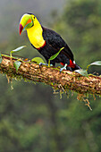  Kielschnabeltukan, Schwefelbrusttukan, Regenbogenschnabeltukan, Ramphastos sulfuratus, Tropischer Regenwald, Costa Rica, Mittelamerika, Amerika 