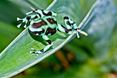 Green and Black Poison Dart Frog, Dendrobates auratus, Tropical Rainforest, Costa Rica, Central America, America