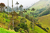 Berglandschaft im Nebel im Valle de Cocora, bei Solento, Hochtal in den Anden, Departement Quindío, Kolumbien, Südamerika