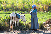 Man and donkey in front of a sugar cane field, Ramadi village, west bank of the Nile south of Edfu, Egypt, North East Africa