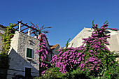 Bougainvillea am Platz neben dem Ethnographischen Museum, Diokletianspalast, Altstadt, Split, Dalmatien, Kroatien, Südosteuropa