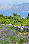 Lavendelfeld in der Gegend um Velo Grablje, Insel Hvar,  Dalmatien, Kroatien, Südosteuropa