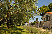 olive grove opposite to the chapel of Kastelet, built  by Ivan Mestrovic , Croatian sculptor (1883-1962), to show his "Life of Christ" cycle of wood reliefs, Marjane peninsula, Split, Croatia, Southeast Europe