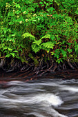 Selke, Selketal, Fluss, Wald, Harz, Sachsen-Anhalt, Deutschland, Europa