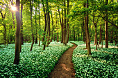  wild garlic, path, trail, dream path, forest, sea of flowers, Saxony, Leipzig, Germany, Europe 