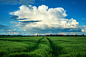  field, storm, rainbow, path, summer, storm, Saxony, Leipzig, Germany, Europe 