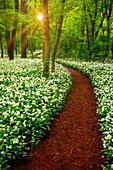  wild garlic, spring, forest, blossom, sunset, sun, Leipzig, Saxony, Germany 