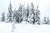  winter, snow, deep snow, forest, Sonnenberg, Harz, Lower Saxony, Germany, Europe 