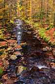 Wald, Wasser, Fluss, Kalte Bode, Elendstal, Elend, Harz, Sachsen-Anhalt, Deutschland, Europa