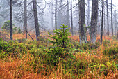  moor, fog, mood, tree, forest, Sonnenberg, Harz, Lower Saxony, Germany, Europe 