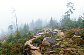 Wanderweg, Weg, Pfad, Regen, Nebel, Oderteich, Harz, Niedersachsen, Deutschland, Europa