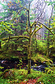 Bode, Tal, Fluss, Nebel, Wandern, Wald, Braunlage, Harz, Niedersachsen, Deutschland, Europa