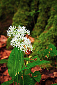  plant, forest, wild garlic, blossom, garlic, DÃ¼na, Harz, Lower Saxony, Germany, Europe 