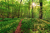  sun, hill, forest, wild garlic, blossom, garlic, DÃ¼na, Harz, Lower Saxony, Germany, Europe 