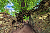  Magic tree, forest, castle, ruin, Stecklenburg, Stecklenberg, low mountain range, Harz, Lower Saxony, Germany, Europe 