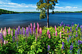 Fluss, See, Lupinen, Blumen, Wildblumen, Wald, Baum, Sonnenuntergang, Schweden, Europa