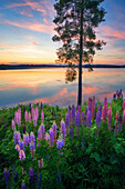 Fluss, See, Lupinen, Blumen, Wildblumen, Wald, Sonne, Sonnenuntergang, Schweden, Europa