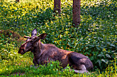 Elch, liegend, Wald, Bäume, Tierpark, Schweden, Europa