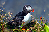 Papageientaucher, Papageitaucher, Puffin, Vogel, Küste, Klippen, Berge, Island, Europa