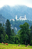 Burg, Schloss, Märchenschloss, Nebel, Berge, Neuschwanstein, Schwangau, Bayern, Deutschland, Europa