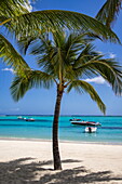  Coconut palm on the beach with excursion boats in the lagoon, Le Morne, Rivière Noire, Mauritius, Indian Ocean 