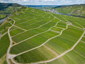  Aerial view of vineyards along the Moselle, Minheim, Rhineland-Palatinate, Germany, Europe 